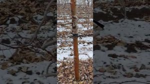 Интенсивный яблоневый сад, КФХ "Золотовские сады".