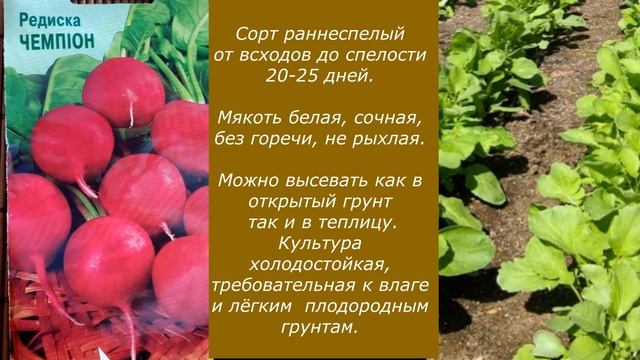 Мои растишки №54/ Семена редиски/Сорта редиски