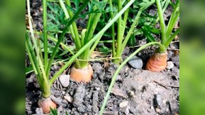 Чем подкормить МОРКОВЬ в августе, чтобы она была сладкой и дольше хранилась