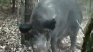 Кабан Хрюкай!