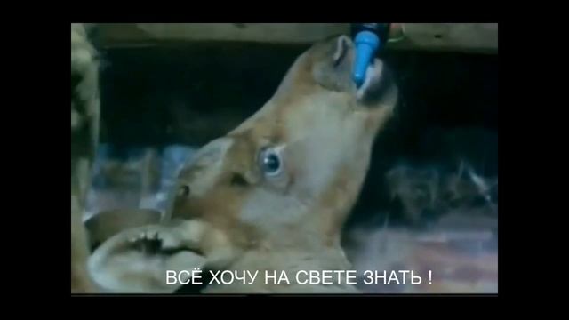 ЛОСЬ. Можно ли Лося сделать домашним животным? Полезное  молоко лесного лося.