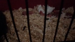 Милая крыса мама и детки)