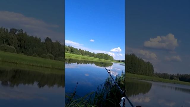 Ловля ЩУКИ на ЖИВЦА с ПОПЛАВКОМ. Жёсткий УДАР щуки СРЕЗАЛ ЖИВЦА с КРЮЧКА #shorts #рыбалка #fishing