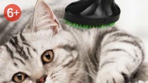 Как отучить кота бояться пылесоса?