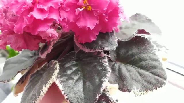 НК-Вкус Малины смотреть онлайн