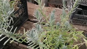 Черенкование лаванды в сентябре.