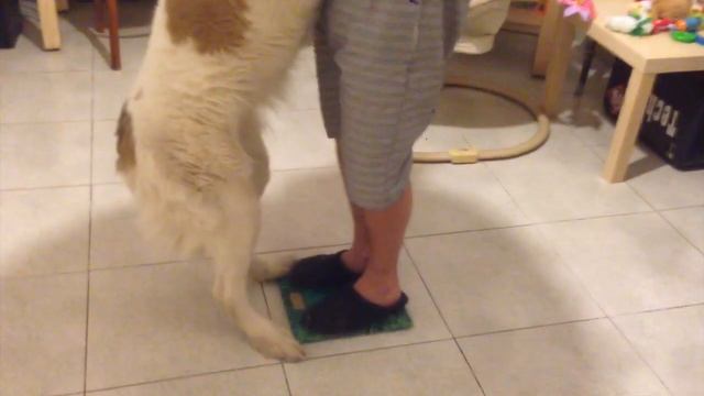 как взвесить азиата как взвесить медведя)) Азиат Алабай Киара смотреть онлайн