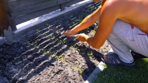 55. Как проредить Морковь и Свеклу