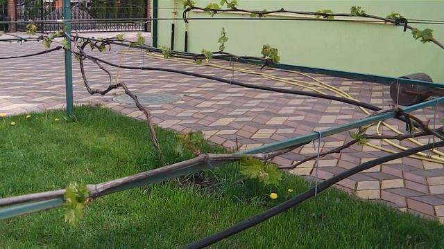 Юбилей Новочеркасска. Нормировка побегами. Часть 1. смотреть онлайн