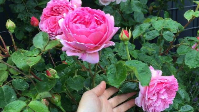 Сорта роз Июнь 2020 Маленький сад Часть 1 смотреть онлайн