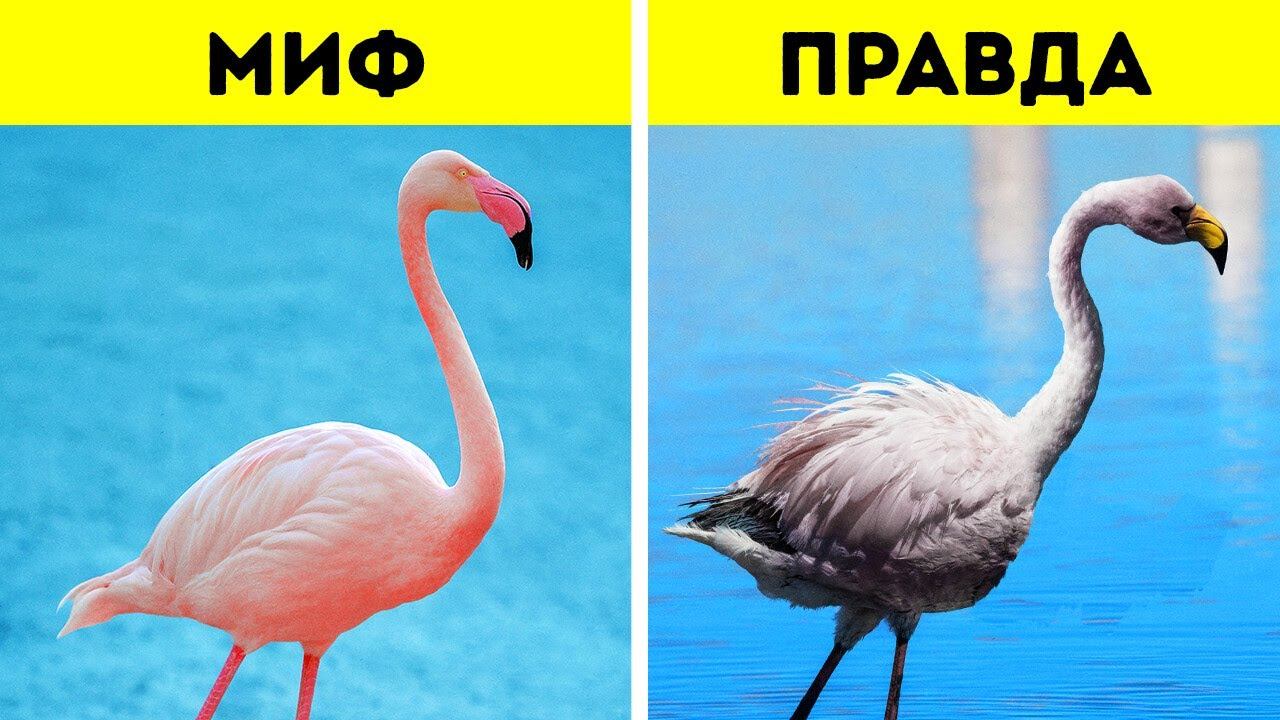 19 фактов, которые делают животный мир еще более интригующим