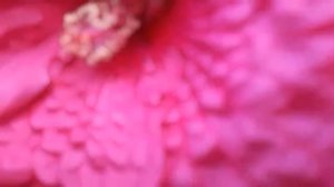 Гибискус травяной  - опыление  сортовых гибискусов своими руками.