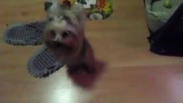 yorkshire terrier (nate) chihuahua (apple) TOO CUTE! смотреть онлайн