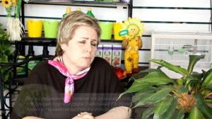 Огурцы на подоконнике ✅ Лучшие сорта для выращивания дома