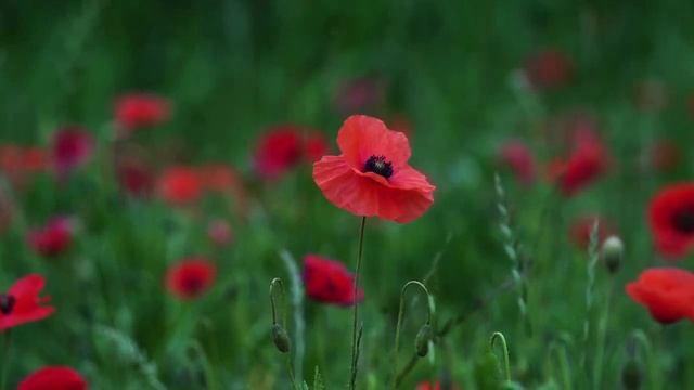 Псалом 13 смотреть онлайн