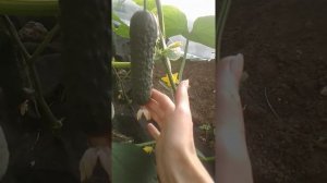 НовыйОгурец "Спино".47 дней.Первое плодоношение.Обзор,вкусовые качества.