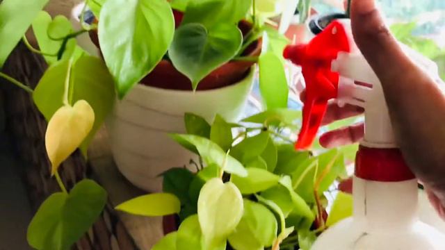 How to grow Bushy Pothos and Philodendron