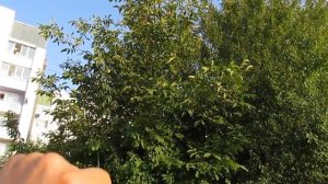 Грецкий орех сеянец: урожай и сравнение деревьев