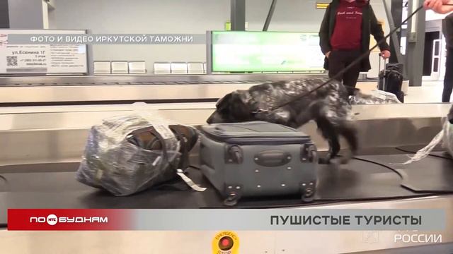 Более 600 домашних животных из Иркутской области побывали за границей в прошлом году смотреть онлайн