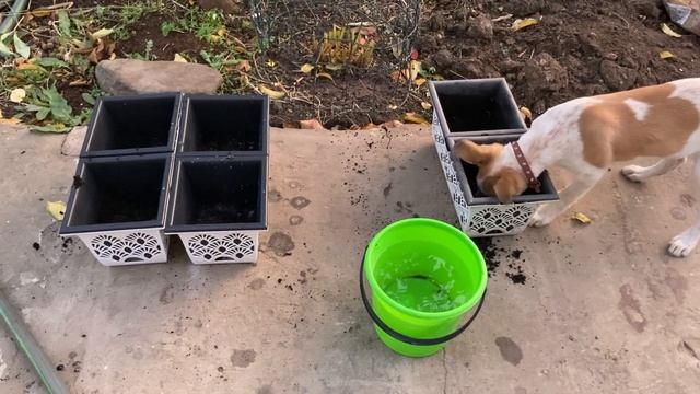 Надо проверить кашпо перед посадкой луковичек смотреть онлайн