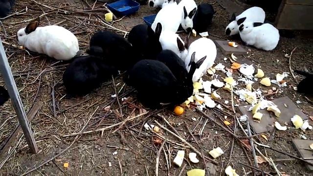 Кролики едят шкурки мандаринов, апельсинов и помело смотреть онлайн