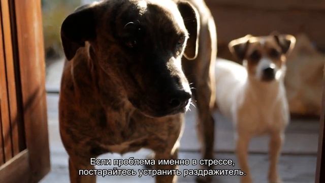 5 причин, почему собака худеет смотреть онлайн