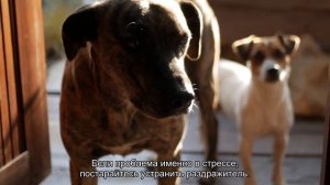 5 причин, почему собака худеет