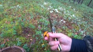 В лес на тихую охоту. С женой за белыми грибами.