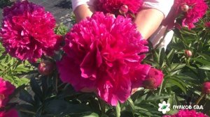 Свиточ пион. Пулков сад (2022 г)