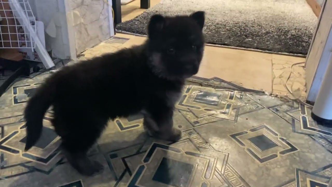 РЕАКЦИЯ ЩЕНКА НА СМЕНУ ДОМА Локки первый день дома. смотреть онлайн