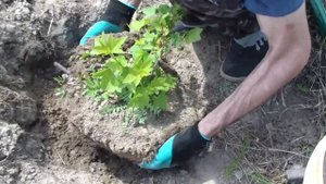 Размножение смородины отводкой. Посадка саженца.