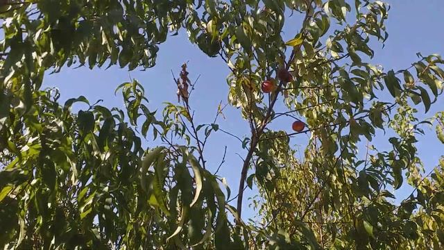 Самий пізній сорт Нектарина в нашому саду Расава 1 смотреть онлайн