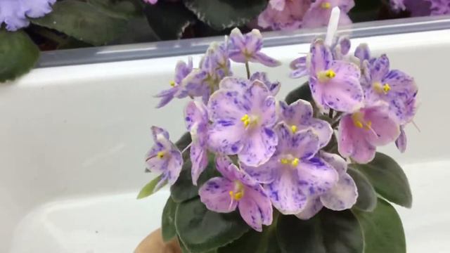 Rob’s Combustible Pigeon, miniature african violet смотреть онлайн