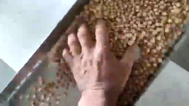 ОЧИСТКА НУТА ЛИНИЯ "ЧИФТ КАРТАЛ" смотреть онлайн