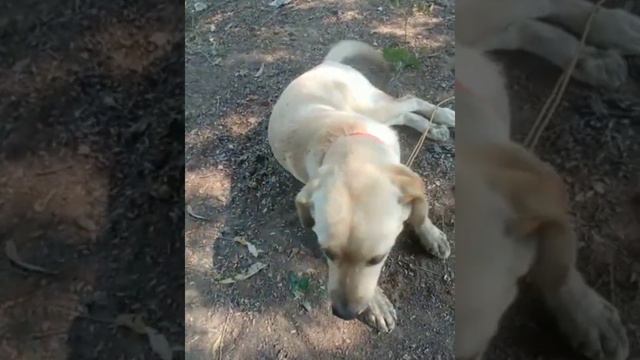 Labrador dog விற்பனைக்கு உள்ளது#vpmpets #dogsales #fancypurasales #Labrador #dogsales #petlover #do смотреть онлайн