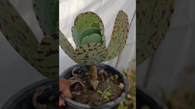 penwiper plant||cholenchoe marmoreta||leopard plant#gaden смотреть онлайн