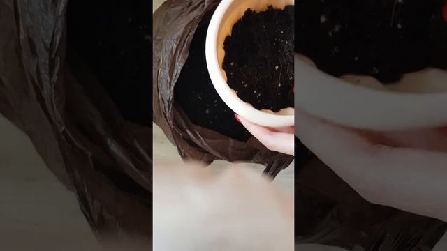 Омоложение традесканции Зебрины. Как посадить традесканцию.