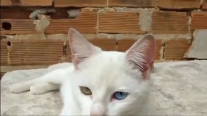 Кошки с глазами разного цвета: что это значит и почему