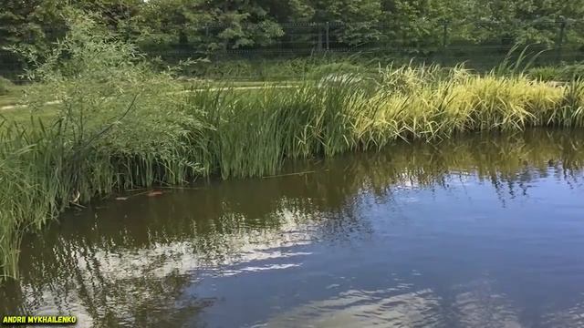 Пруд на высоких грунтовых водах. Pond on high groundwater.