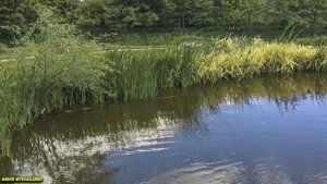 Пруд на высоких грунтовых водах. Pond on high groundwater.