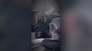 кошка против курицы