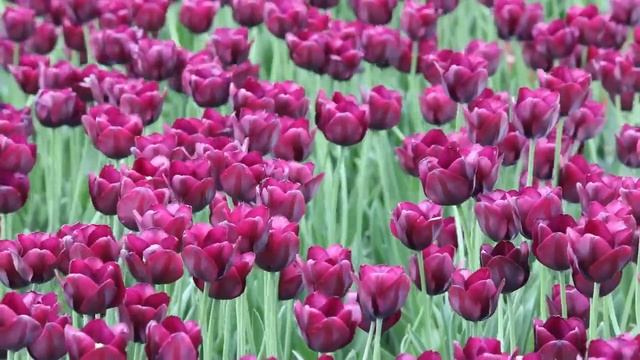 Красивая расслабляющая музыка • Спокойная фортепианная музыка ? Yспокаивающая музыка для нервов смотреть онлайн