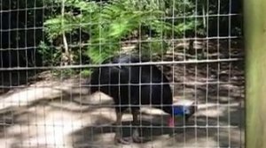 cassowary - птица казуар