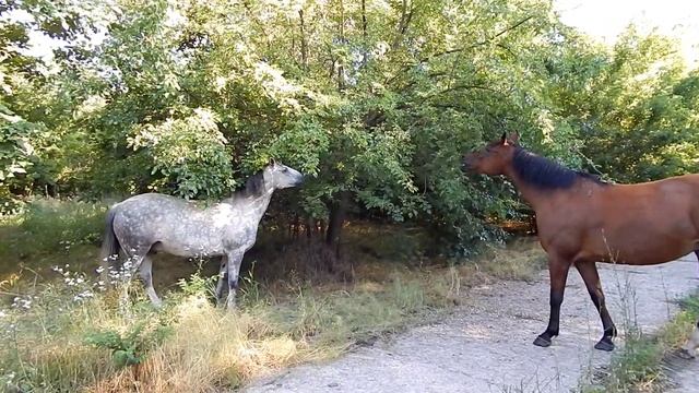 Кони и лошади пасутся остров Хортица Запорожье