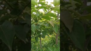 Шмель за работой не видно, но слышно!