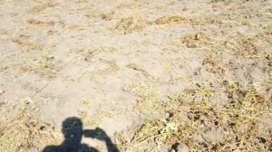 ? ? Неурожай картошки 2020 году. Мягкие клубни, что это? болезнь картофеля.?