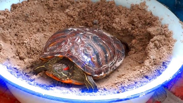 Красноухая черепаха trachemys scripta откладывает яйца