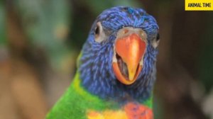 Учим имена и звуки диких животных  Слон, носорог, попугай, коала.