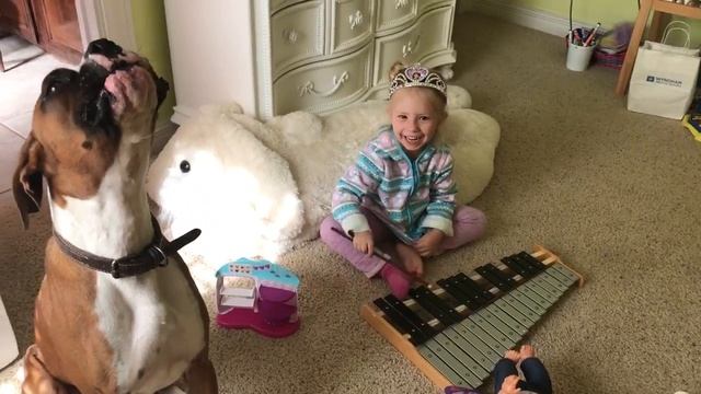 Собака боксер поет/Boxer dog sings смотреть онлайн