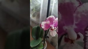 Обзор цветущей каода твинкл 1442